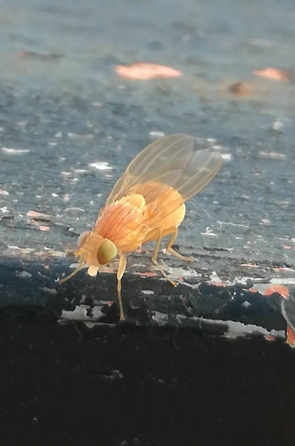 Aiuto ID mosca 